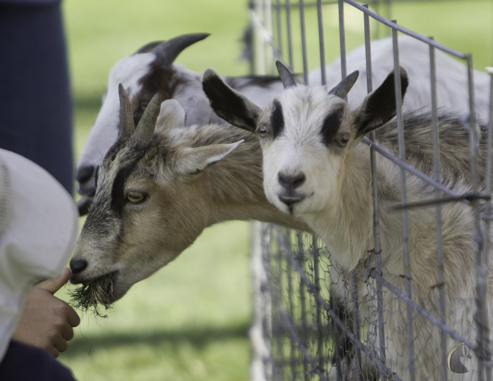 Kids Day on an Arabian Horse Farm