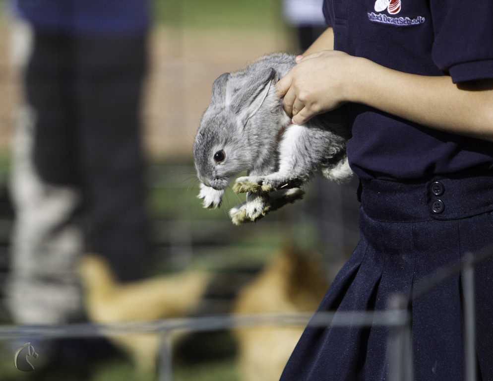 Kids Day on an Arabian Horse Farm