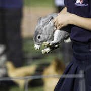 Kids Day on an Arabian Horse Farm