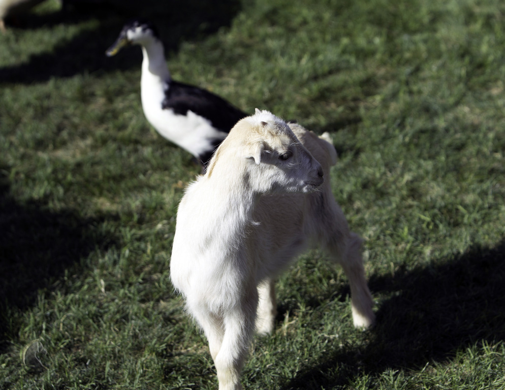 Kids Day on an Arabian Horse Farm
