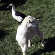 Kids Day on an Arabian Horse Farm