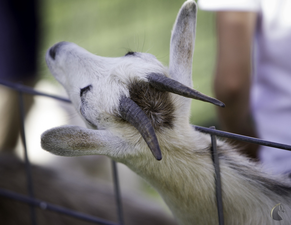 Kids Day on an Arabian Horse Farm