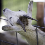 Kids Day on an Arabian Horse Farm