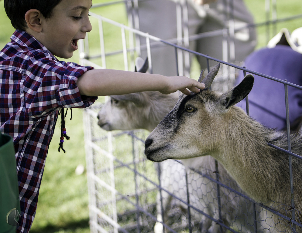 Kids Day on an Arabian Horse Farm