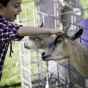 Kids Day on an Arabian Horse Farm