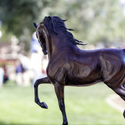 Kids Day on an Arabian Horse Farm