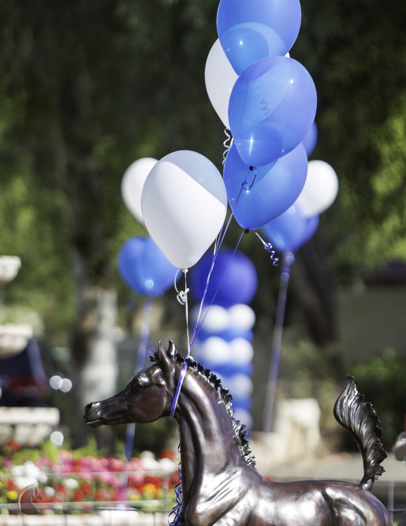 Kids Day on an Arabian Horse Farm