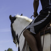 Kids Day on an Arabian Horse Farm