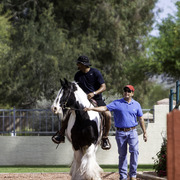 Kids Day on an Arabian Horse Farm