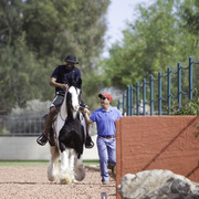 Kids Day on an Arabian Horse Farm