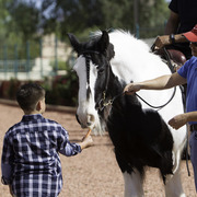 Kids Day on an Arabian Horse Farm