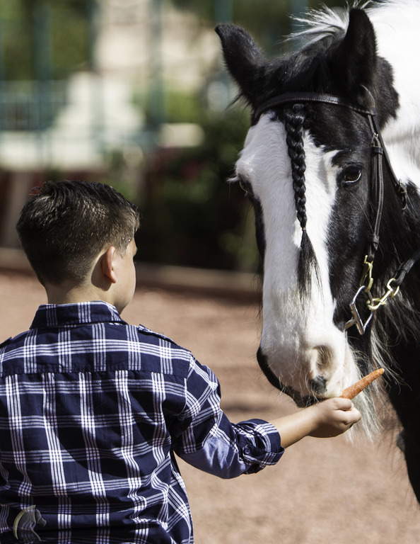 Kids Day on an Arabian Horse Farm