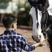 Kids Day on an Arabian Horse Farm