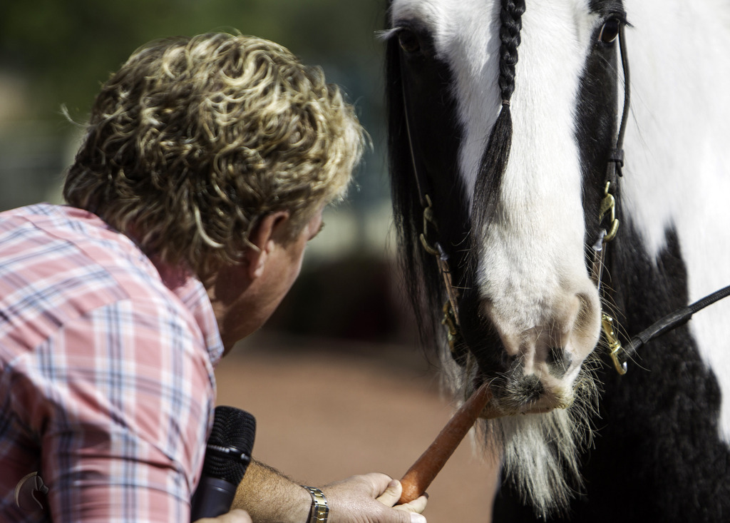 Kids Day on an Arabian Horse Farm