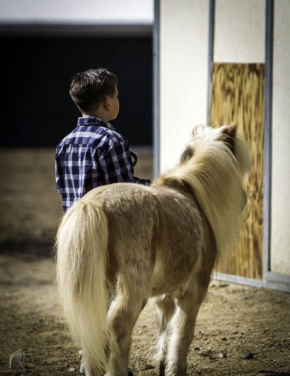 Kids Day on an Arabian Horse Farm
