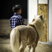 Kids Day on an Arabian Horse Farm