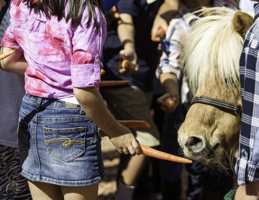 Kids Day on an Arabian Horse Farm