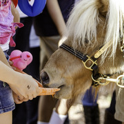 Kids Day on an Arabian Horse Farm