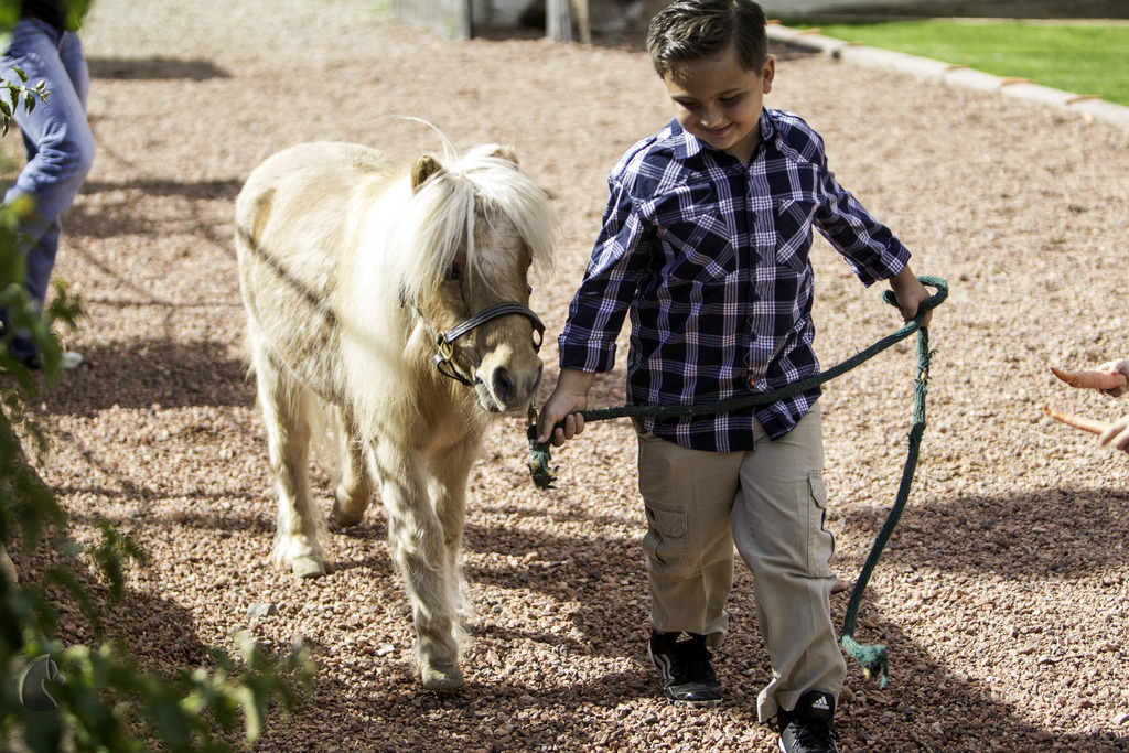 Kids Day on an Arabian Horse Farm