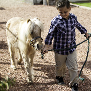 Kids Day on an Arabian Horse Farm
