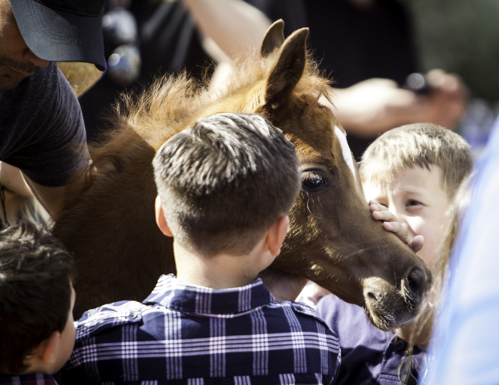 Kids Day on an Arabian Horse Farm