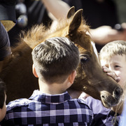 Kids Day on an Arabian Horse Farm