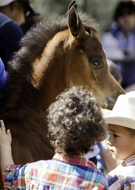 Kids Day on an Arabian Horse Farm