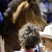 Kids Day on an Arabian Horse Farm