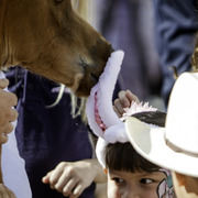 Kids Day on an Arabian Horse Farm