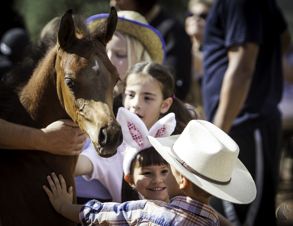 Kids Day on an Arabian Horse Farm
