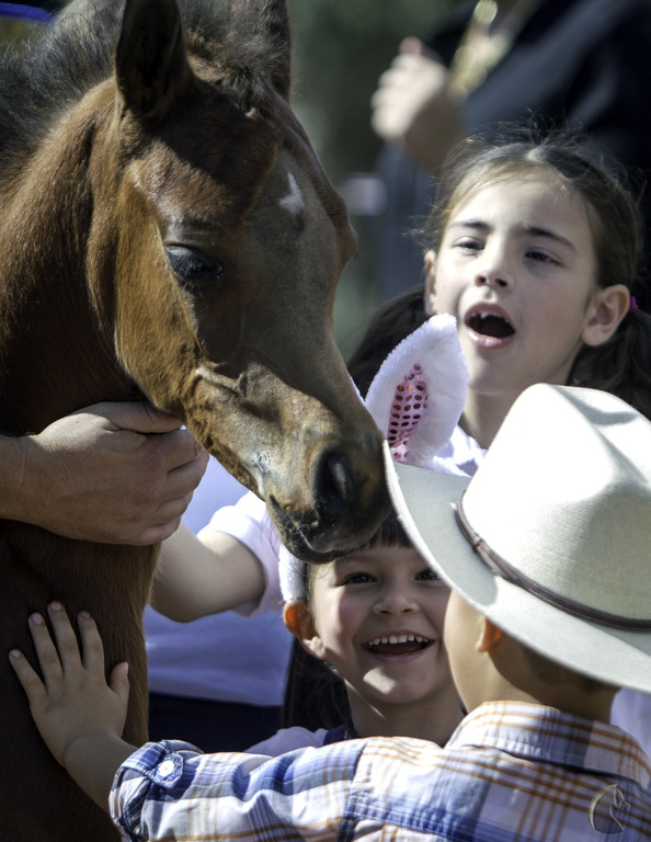 Kids Day on an Arabian Horse Farm