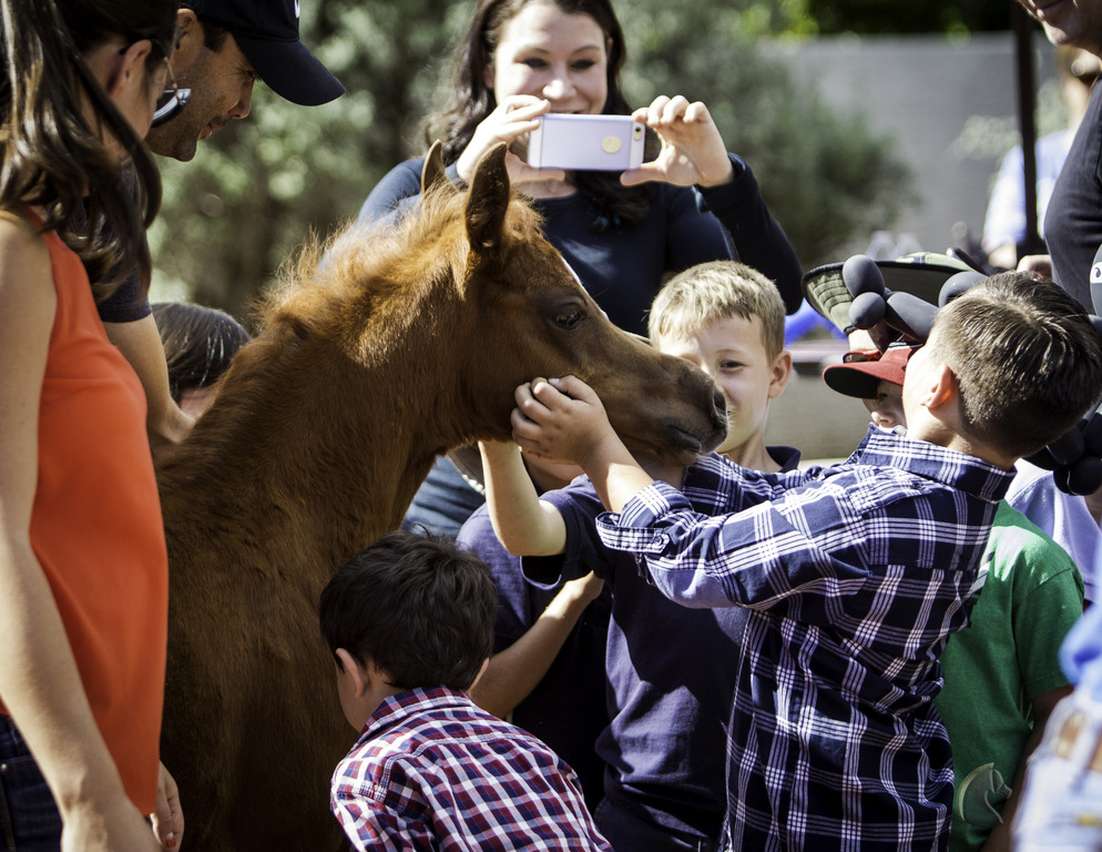 Kids Day on an Arabian Horse Farm