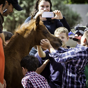 Kids Day on an Arabian Horse Farm