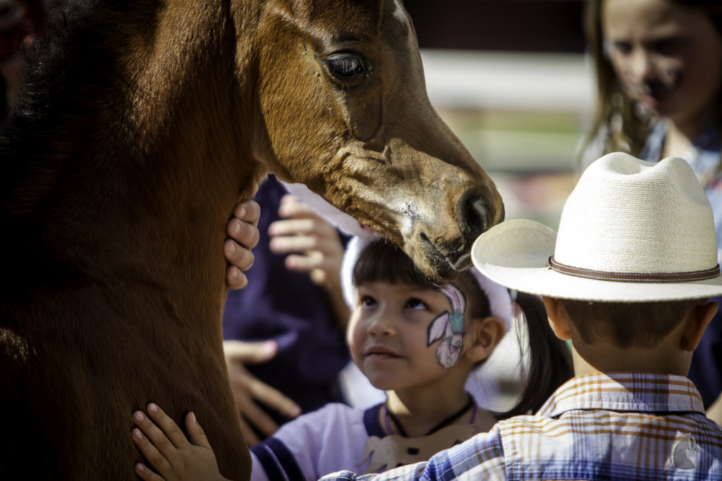 Kids Day on an Arabian Horse Farm