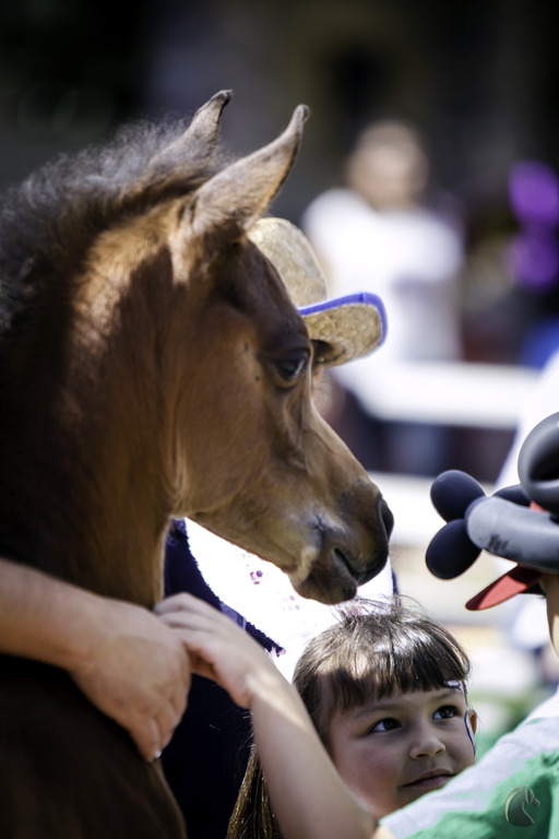 Kids Day on an Arabian Horse Farm