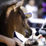 Kids Day on an Arabian Horse Farm