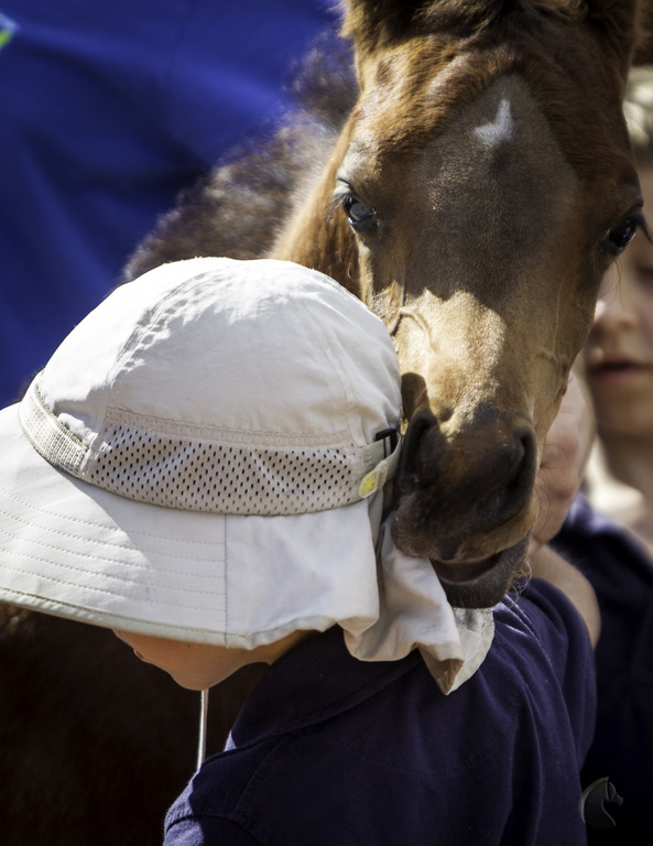 Kids Day on an Arabian Horse Farm