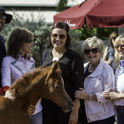 Kids Day on an Arabian Horse Farm