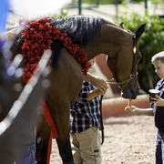 Kids Day on an Arabian Horse Farm