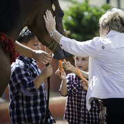 Kids Day on an Arabian Horse Farm