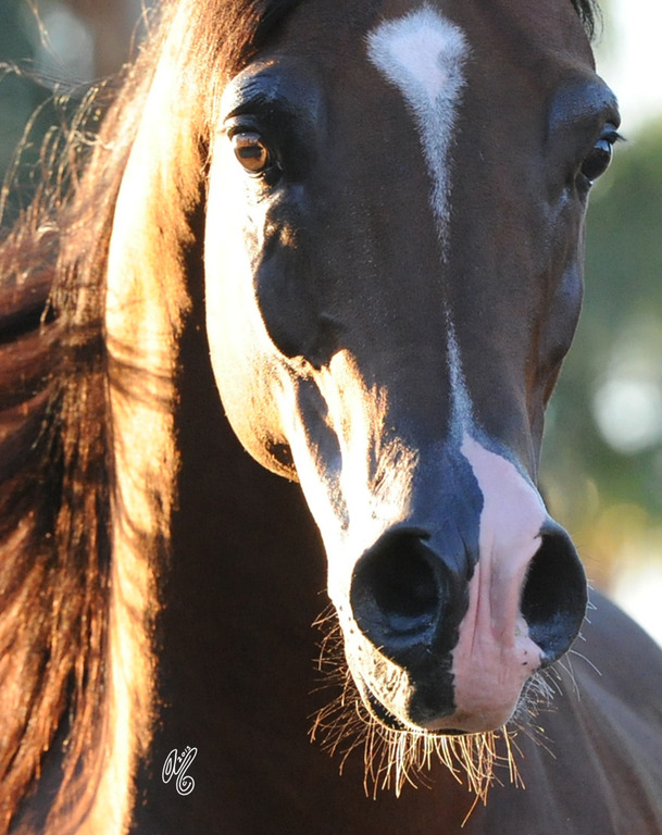 Kanz Albidayer being presented at Michael Byatt's