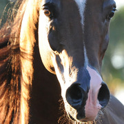 Kanz Albidayer being presented at Michael Byatt's