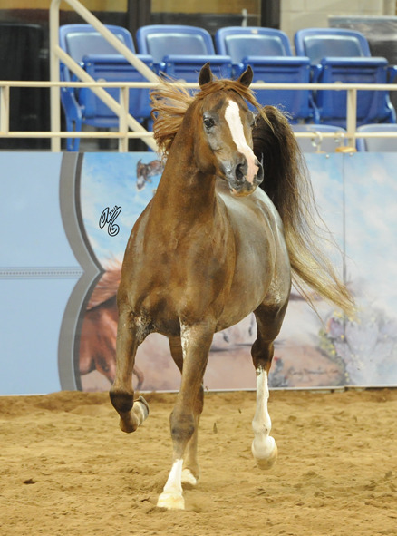 Liberty: SE stallion Zaki Ibn Farid