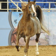 Liberty: SE stallion Zaki Ibn Farid