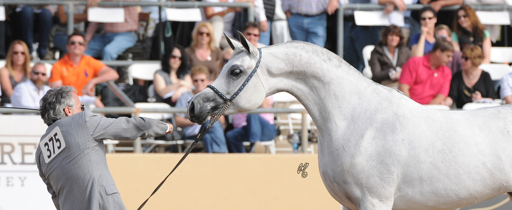 Marmarra (Gazal Al Shaqab X Cinderella WC) SAC 5 Year Old Mare 
