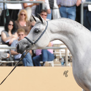 Marmarra (Gazal Al Shaqab X Cinderella WC) SAC 5 Year Old Mare 