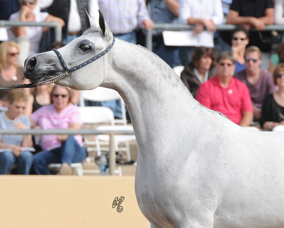 Marmarra (Gazal Al Shaqab X Cinderella WC) SAC 5 Year Old Mare 