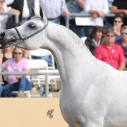 Marmarra (Gazal Al Shaqab X Cinderella WC) SAC 5 Year Old Mare 