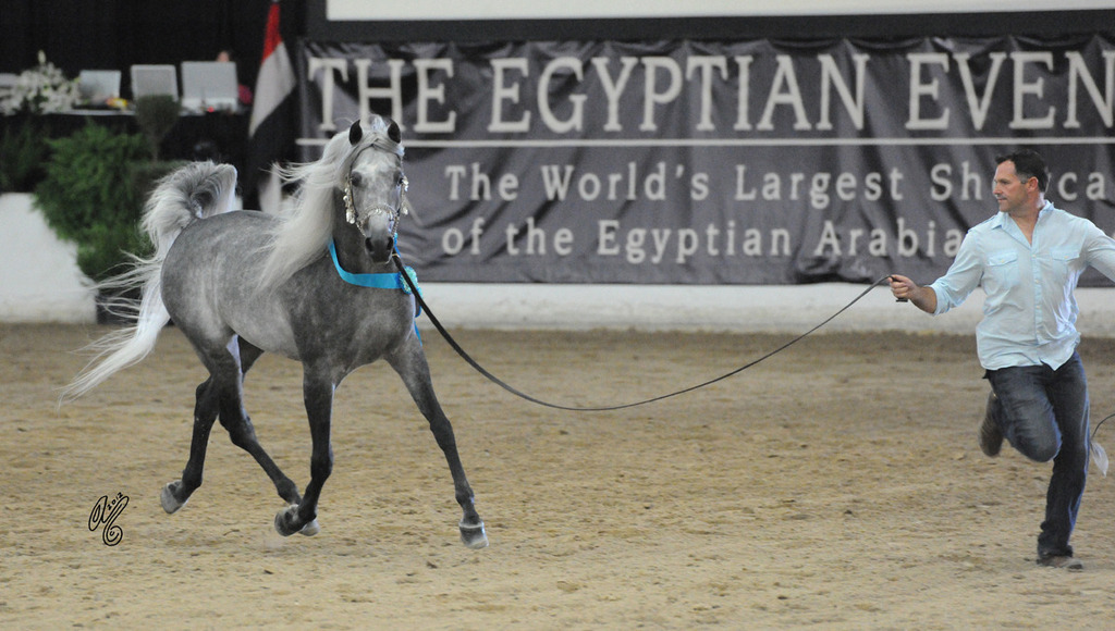 2012 Hiers Apparent: Sidon SMF (owned and bred by Silver Maple Farm) being presented by Troy Smith