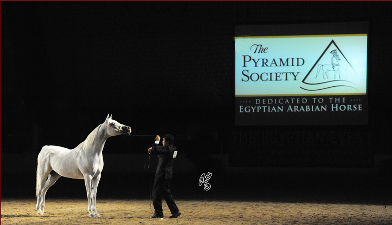 Welcome guests and competitors to the 2015 US Egyptian Event: "Stallions: Kings of the Nile"